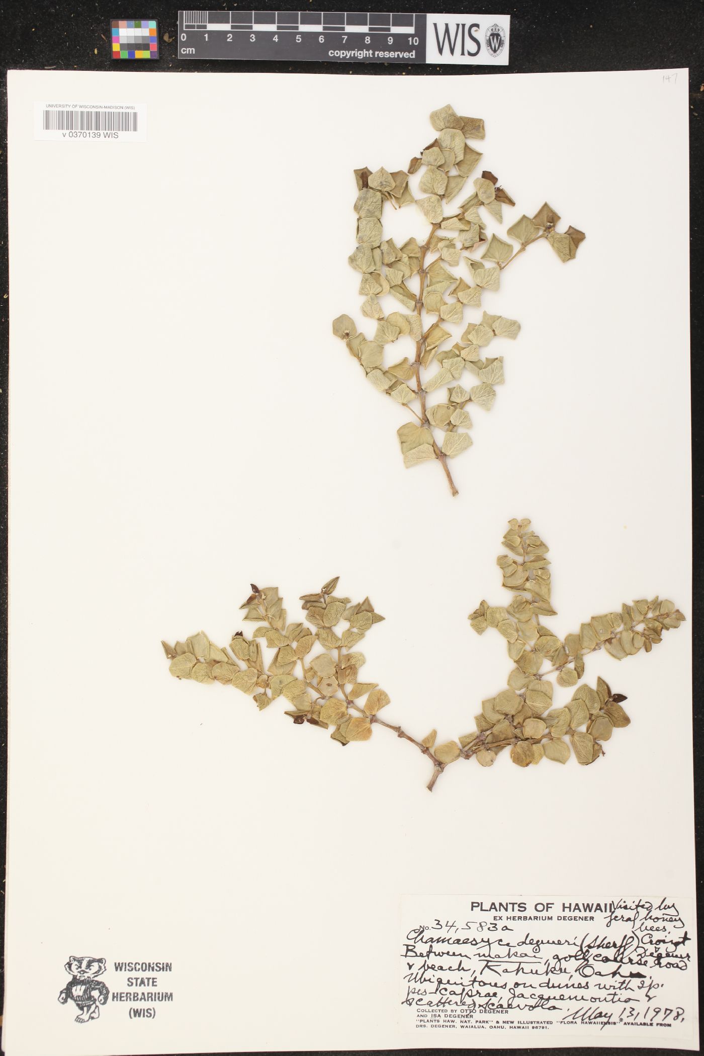 Chamaesyce degeneri image