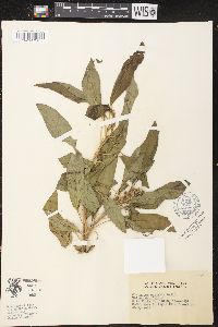 Image of Claoxylon australe