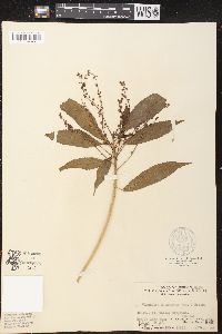 Image of Claoxylon hainanense