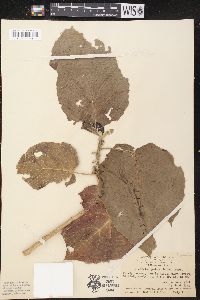 Claoxylon indicum image