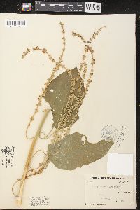 Claoxylon indicum image