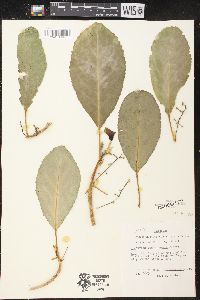 Claoxylon sandwicense image