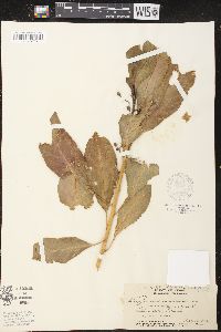 Claoxylon sandwicense image