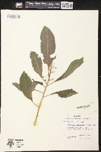 Claoxylon sandwicense image
