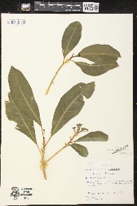 Claoxylon sandwicense image