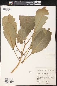 Claoxylon sandwicense image