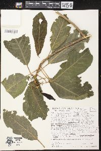 Claoxylon sandwicense image