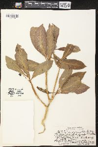 Claoxylon sandwicense image