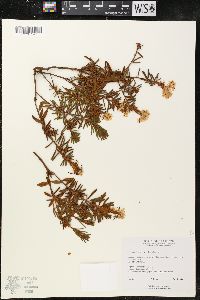 Rhododendron tomentosum image