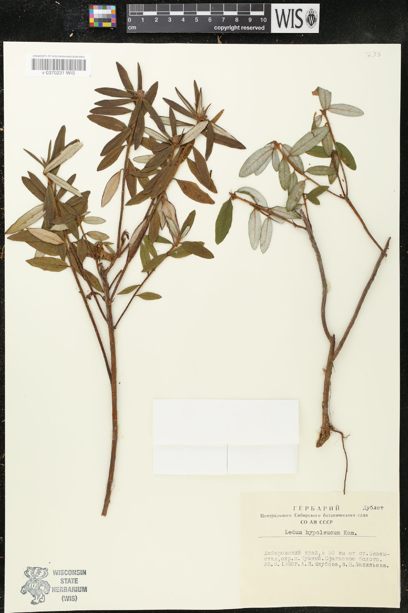 Rhododendron diversipilosum image