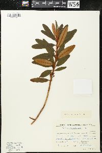 Rhododendron diversipilosum image