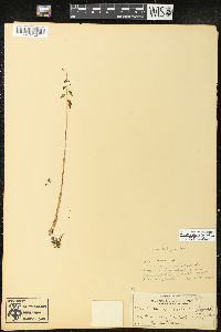 Corallorhiza odontorhiza image