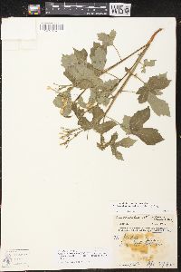 Cnidoscolus urens var. stimulosus image