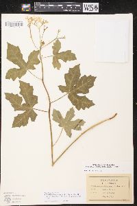 Cnidoscolus urens var. stimulosus image