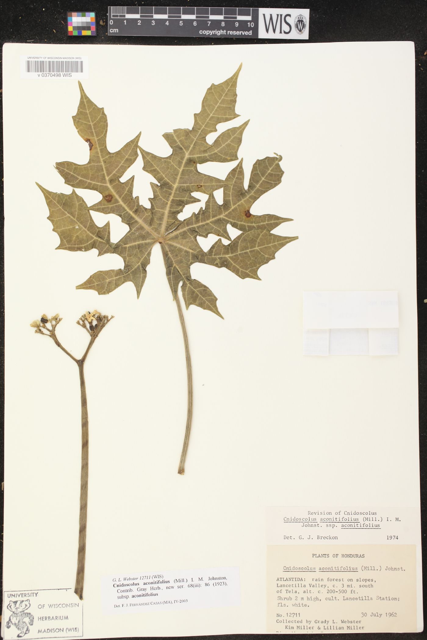 Cnidoscolus aconitifolius image