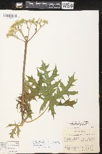 Cnidoscolus aconitifolius image