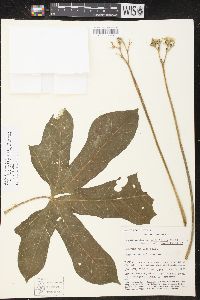 Cnidoscolus aconitifolius image