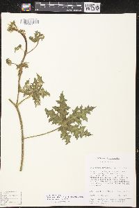 Cnidoscolus herbaceus image