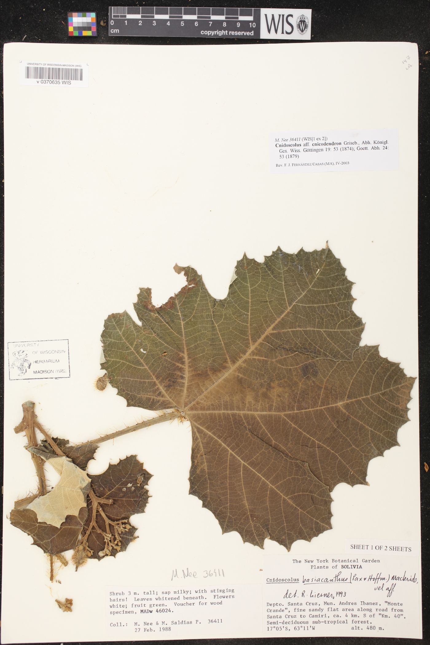Cnidoscolus cnicodendron image