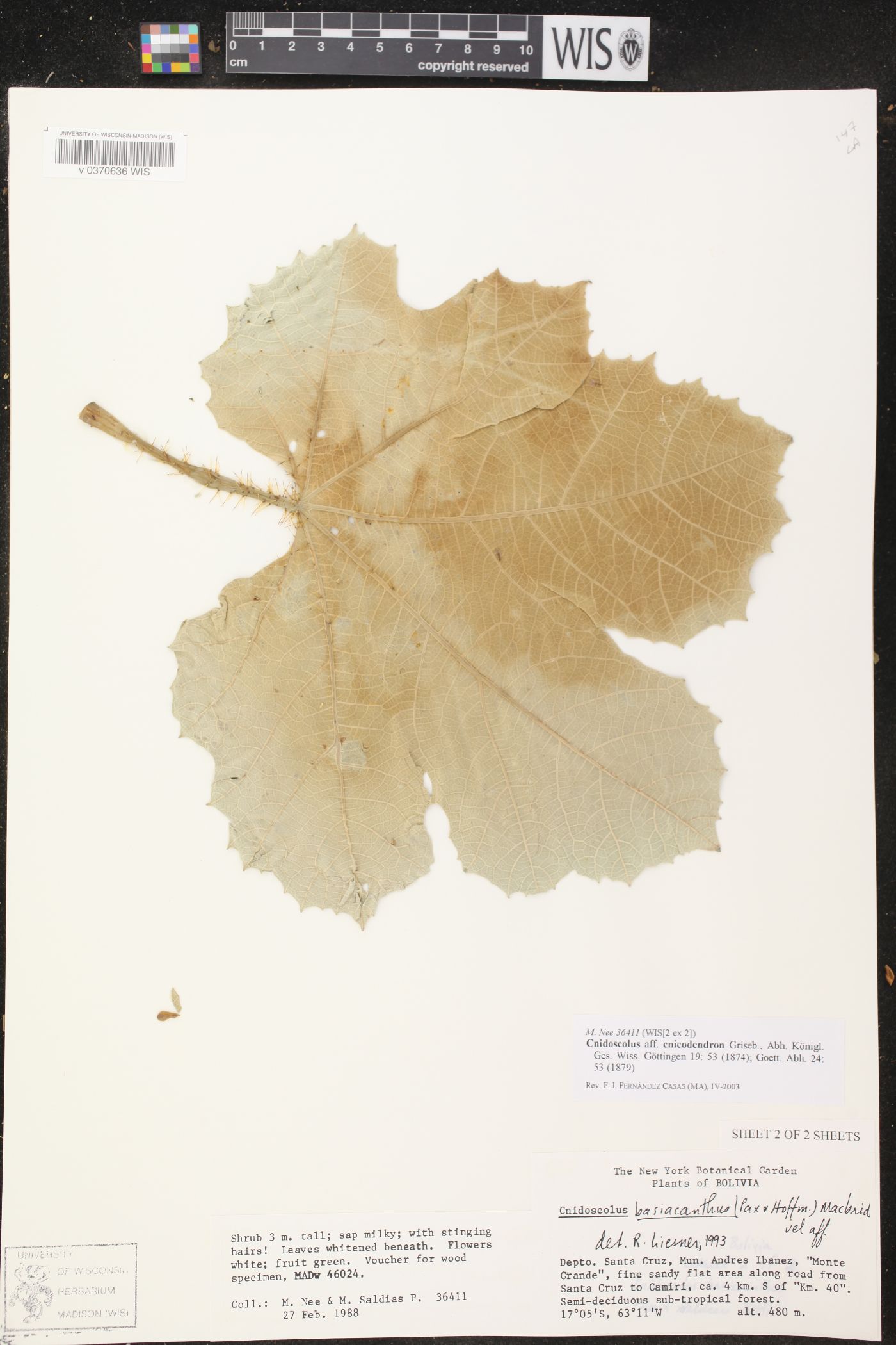 Cnidoscolus cnicodendron image