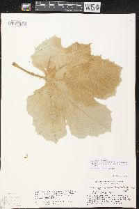 Cnidoscolus cnicodendron image