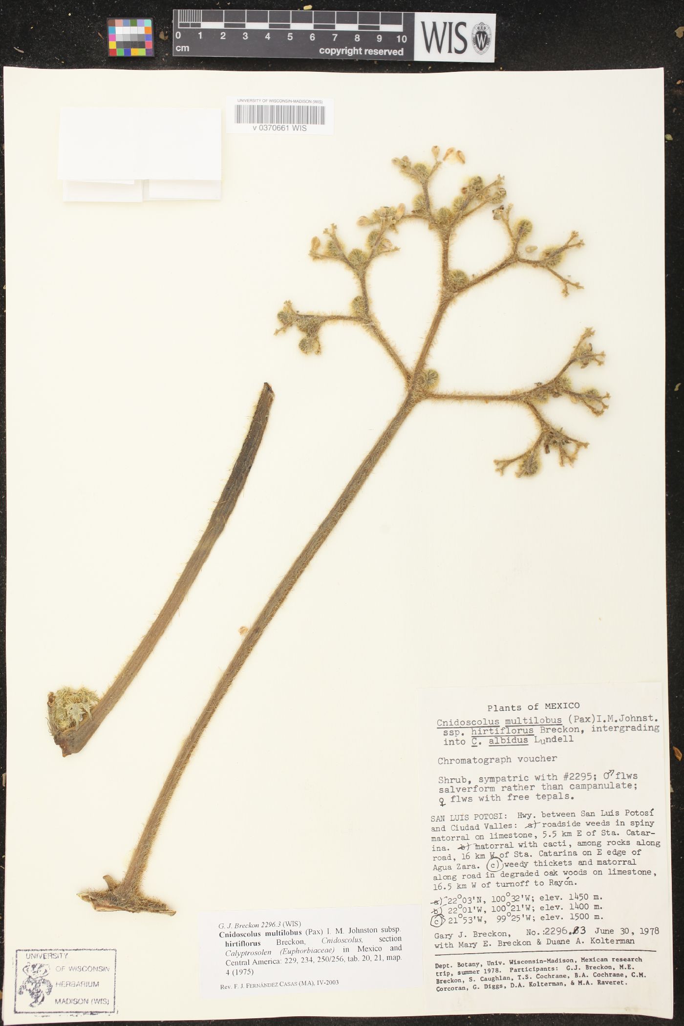 Cnidoscolus multilobus image