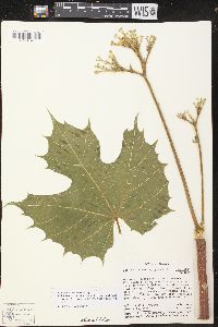 Cnidoscolus rostratus image