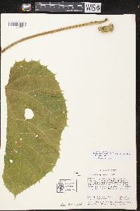 Cnidoscolus spinosus image
