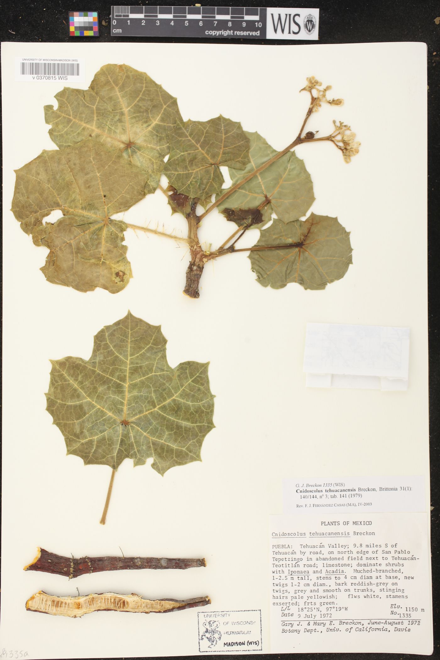 Cnidoscolus tehuacanensis image