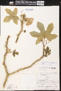 Cnidoscolus urens image