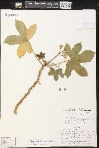 Cnidoscolus urens image