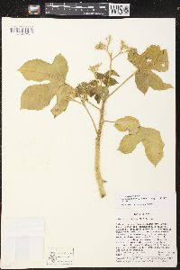 Cnidoscolus urens image