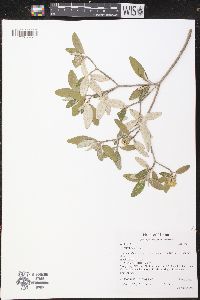 Croton alabamensis var. alabamensis image