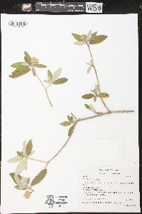 Croton alabamensis var. alabamensis image