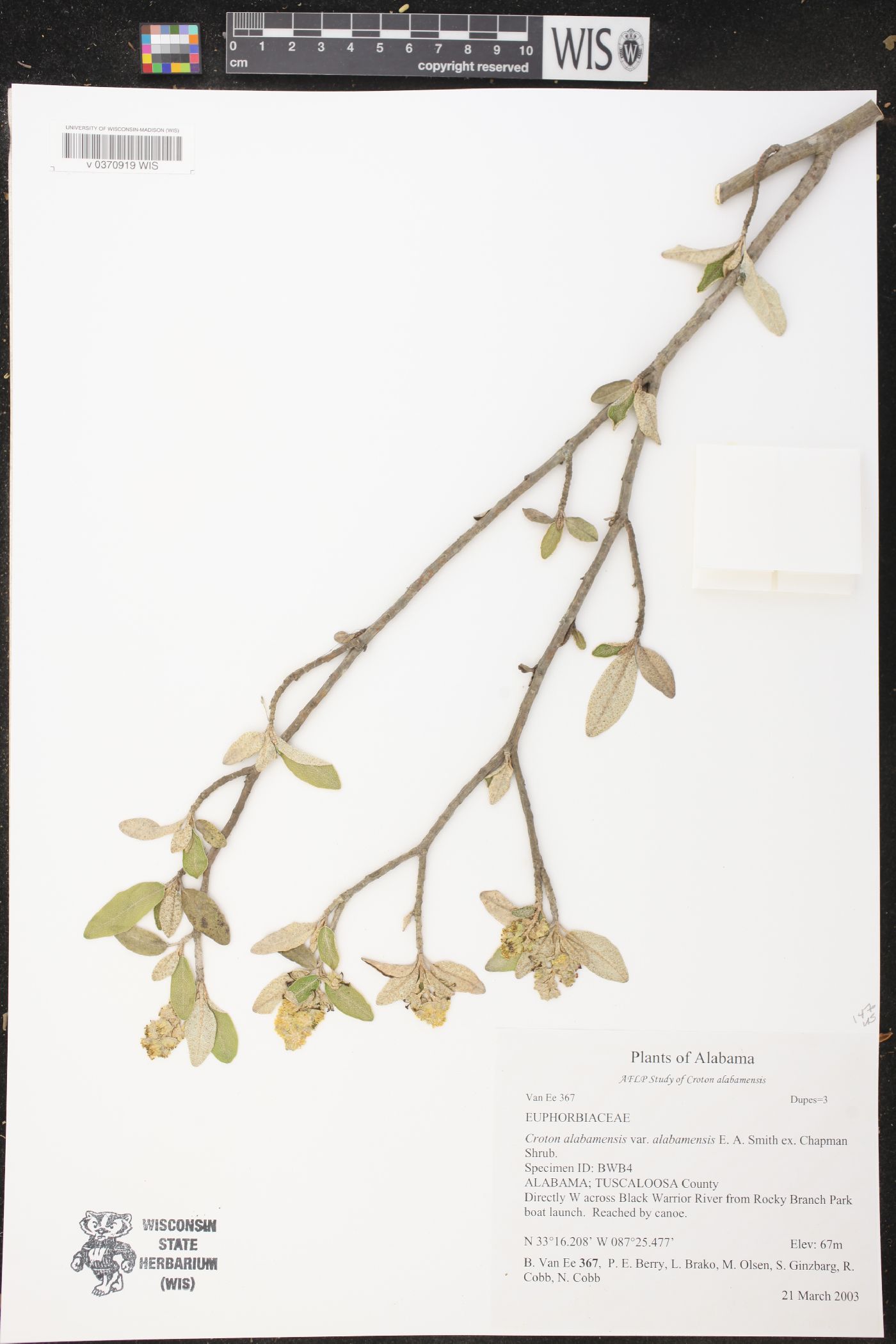 Croton alabamensis var. alabamensis image