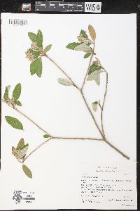 Croton alabamensis var. alabamensis image