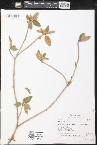 Croton alabamensis var. texensis image