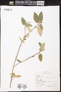 Croton alabamensis image