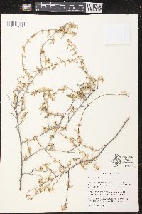 Croton betulinus image