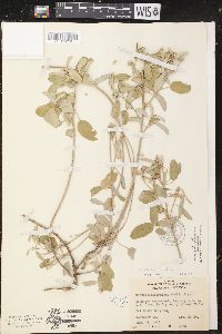 Croton californicus image