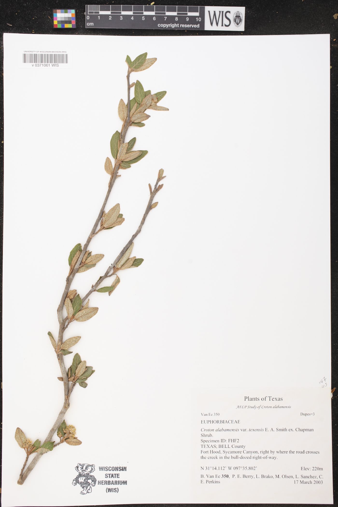 Croton alabamensis image