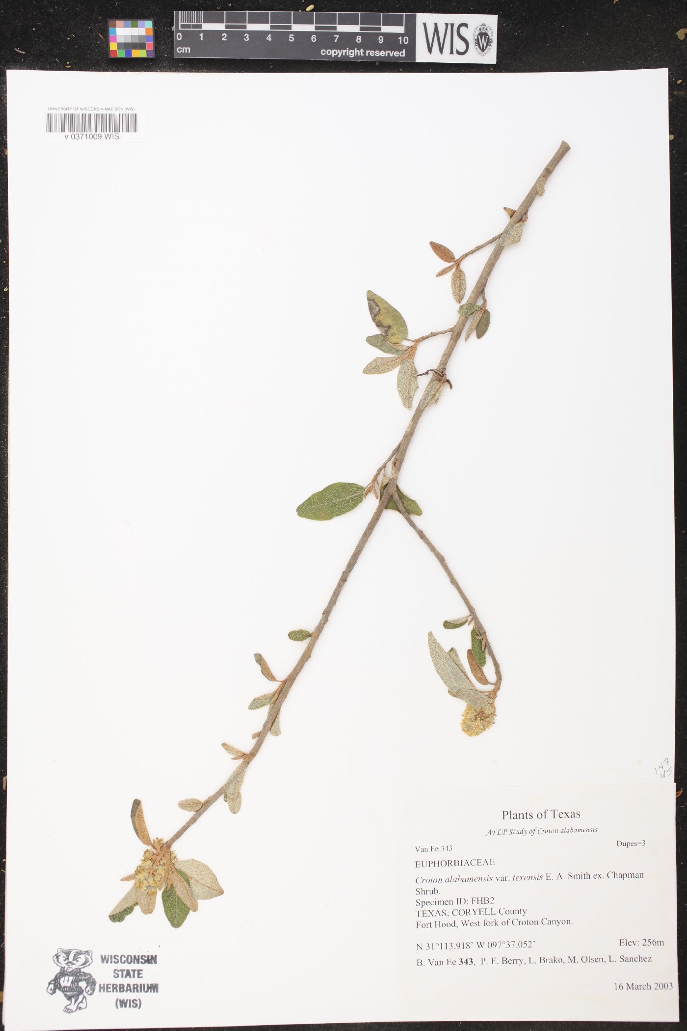 Croton alabamensis var. texensis image