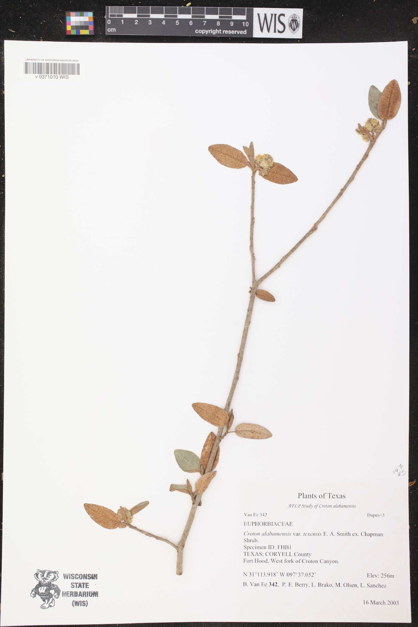 Croton alabamensis image
