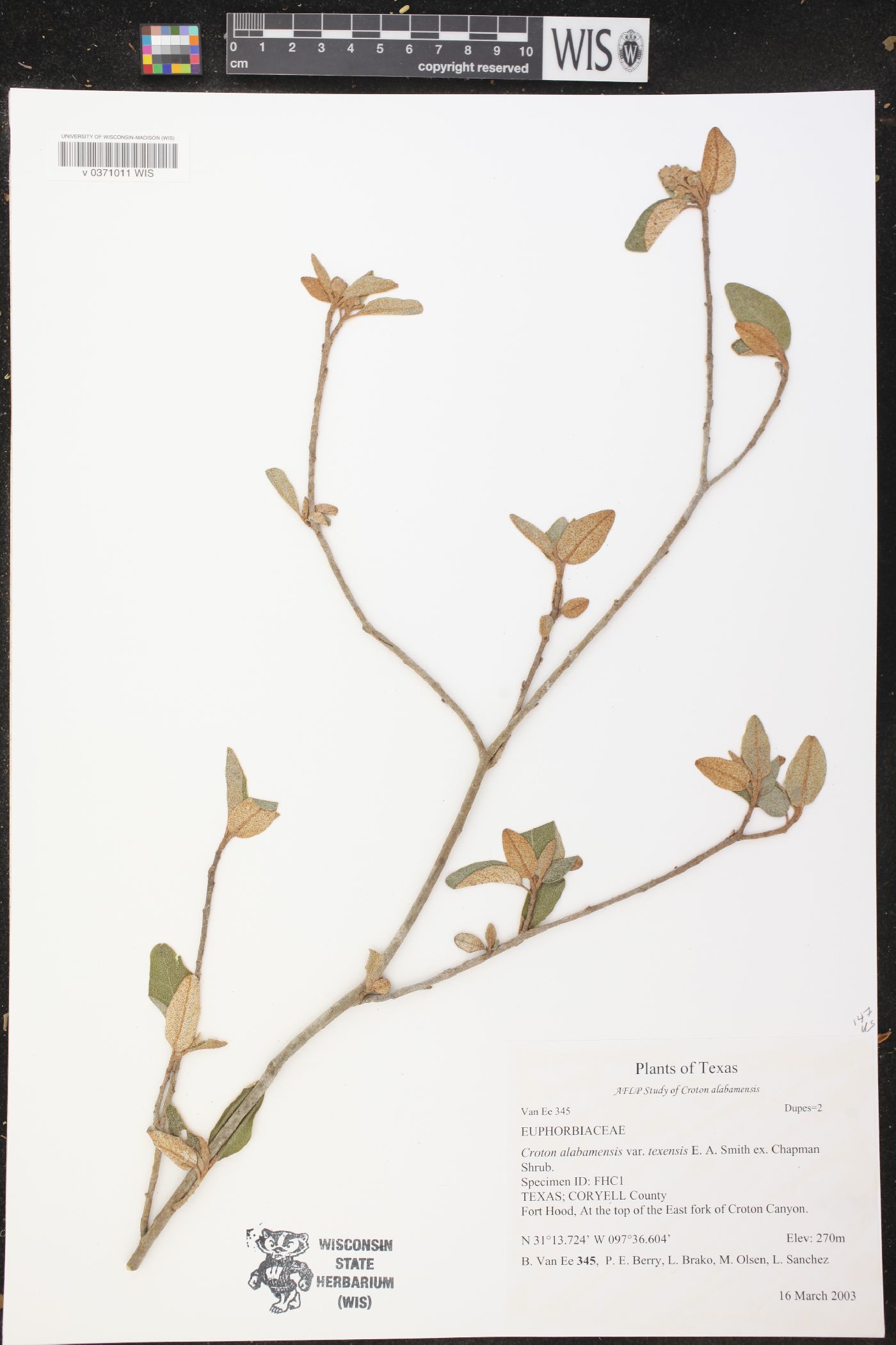 Croton alabamensis image