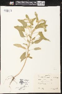 Croton capitatus image