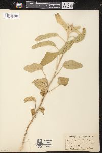 Croton capitatus image