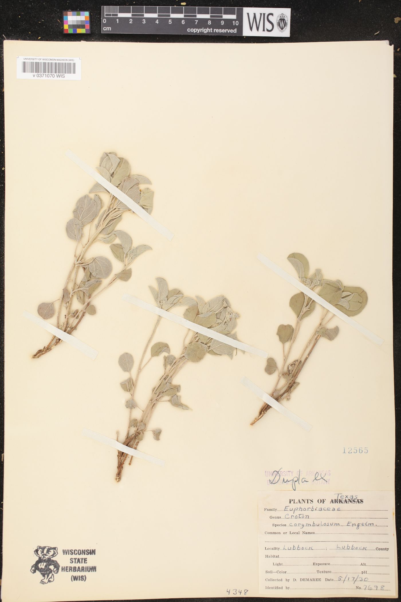 Croton pottsii var. pottsii image