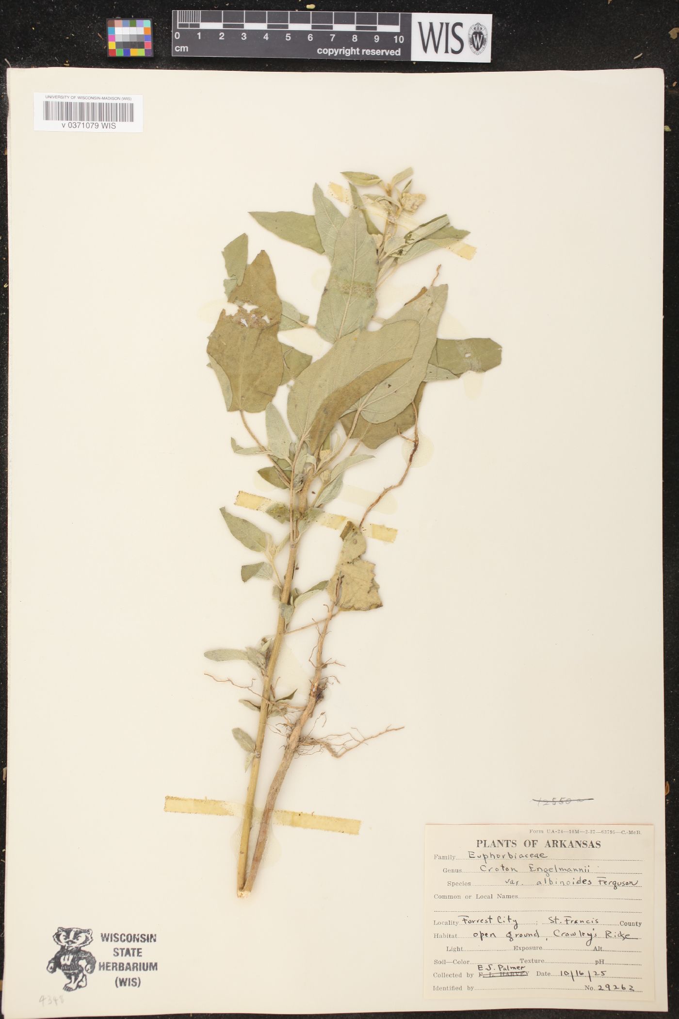 Croton engelmannii image