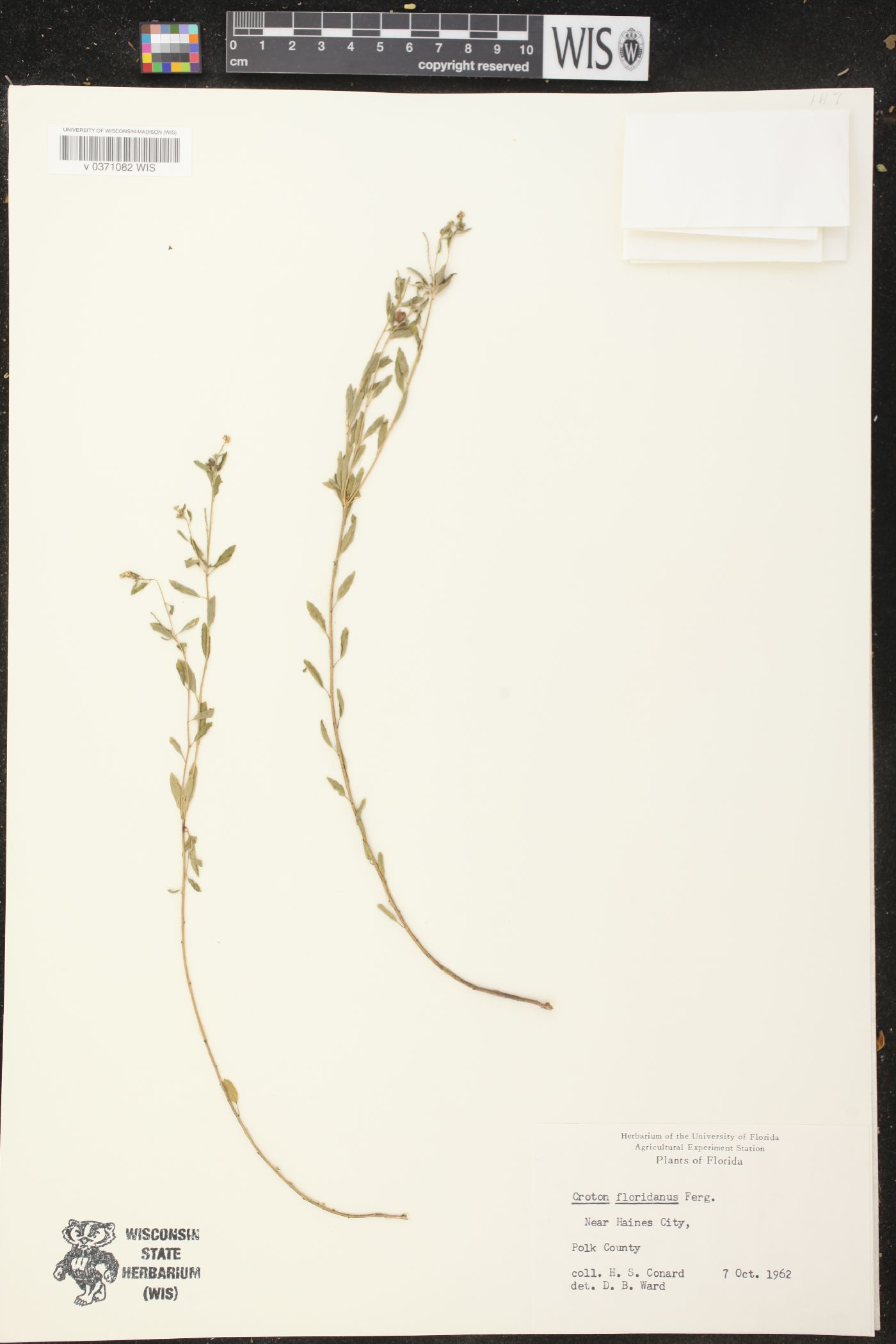 Croton floridanus image