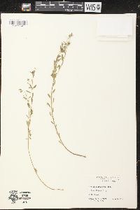 Croton floridanus image